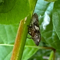 Alder Spittlebug thumbnail 2