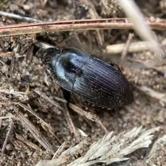 Rustic Harp Ground Beetle thumbnail 2