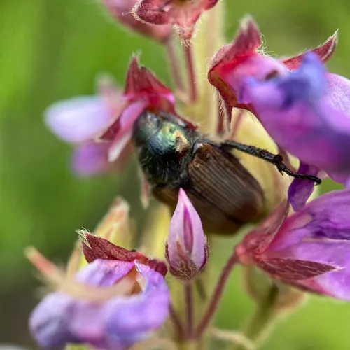 Sand Chafer