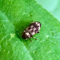 Marked Death-watch Beetle thumbnail 4
