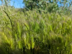 salt barley thumbnail 1