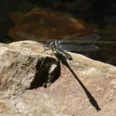 Mustached Clubtail thumbnail 2