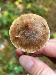 Inocybe lanatopurpurea thumbnail 3