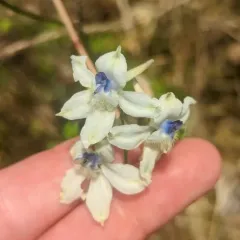 Pale Larkspur thumbnail 2