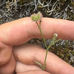 common hedge parsley thumbnail 3