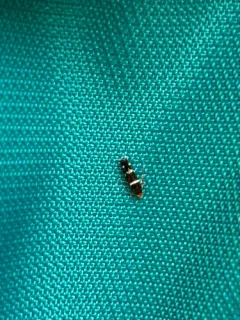 Eudarcia simulatricella thumbnail 2