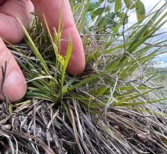 Ross's sedge thumbnail 4