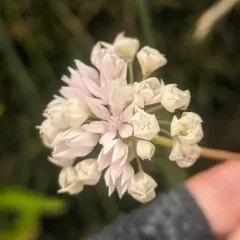 narrowleaf onion thumbnail 3