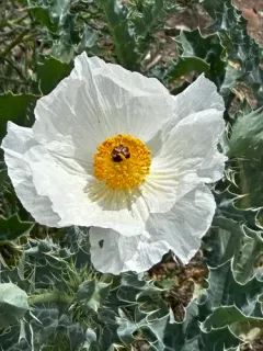 flatbud prickly poppy thumbnail 1