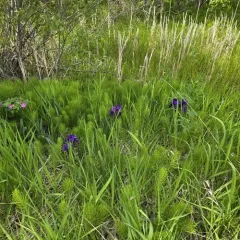 Leafless Iris thumbnail 3