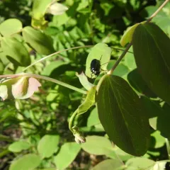 Caragana Blister Beetle thumbnail 4
