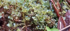 Felt Round Moss thumbnail 2