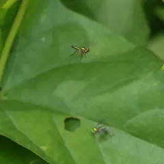 Condylostylus flavipes thumbnail 4
