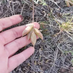 Missouri Milkvetch thumbnail 4