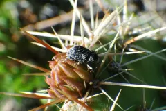 Gerstaeckeria basalis thumbnail 1