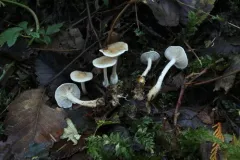 Clitocybe diatreta thumbnail 4