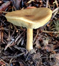 Melanoleuca strictipes thumbnail 3