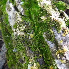 Blunt-leaved Bristle Moss thumbnail 4