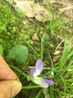 three-lobed violet thumbnail 3