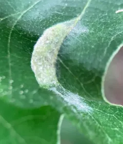 Macrodiplosis niveipila thumbnail 3