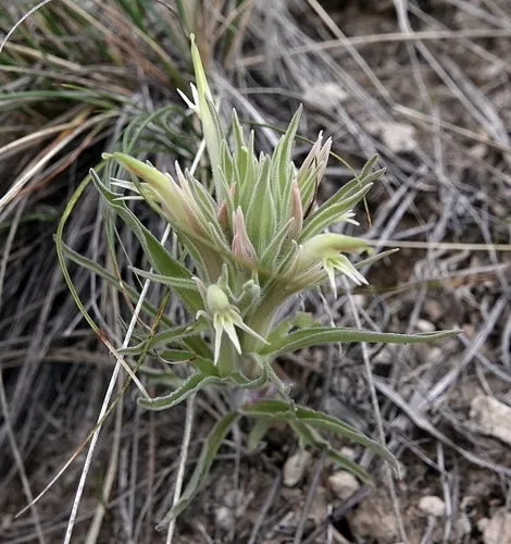 Downy Paintbrush