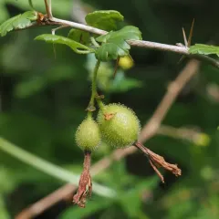 gummy gooseberry thumbnail 4