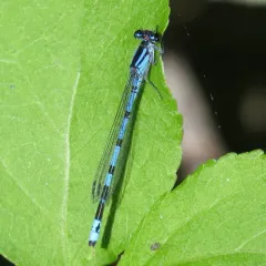 New England Bluet thumbnail 1