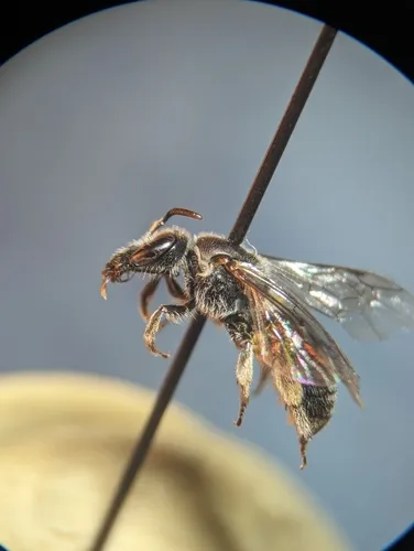 Lasioglossum buccale