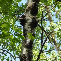 Corky bark disease thumbnail 4