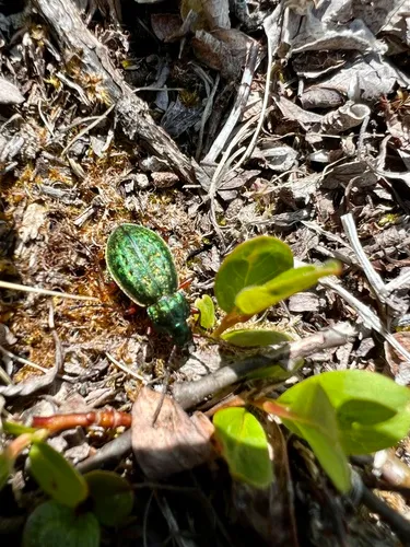 Carabus truncaticollis