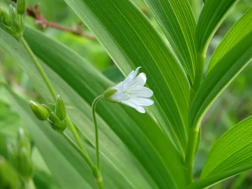 large field chickweed