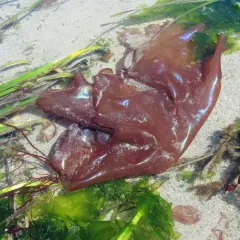 splendid iridescent seaweed thumbnail 1