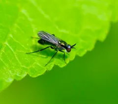 Rhaphium melampus thumbnail 1