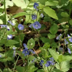 Germander Speedwell thumbnail 4