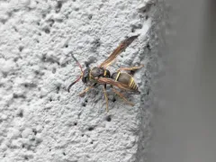 Ancistrocerus tuberculocephalus thumbnail 4