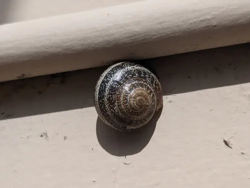 Milk Snail