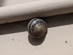 Milk Snail thumbnail 1