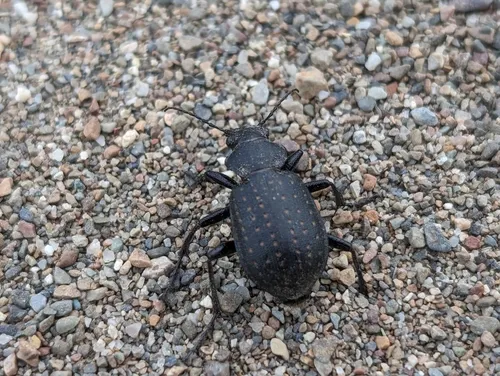 Calosoma tepidum