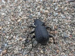 Calosoma tepidum thumbnail 1
