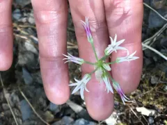 Bolander's onion thumbnail 3