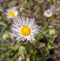 spreading fleabane thumbnail 3