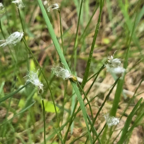 Cotton Deergrass