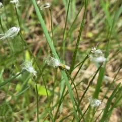 Cotton Deergrass thumbnail 1