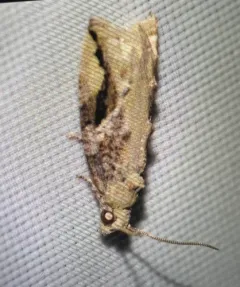 Black-crescent Proteoteras Moth thumbnail 4