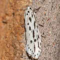Streaked Ethmia Moth thumbnail 4
