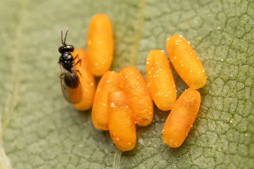 Erixestus winnemana