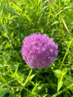 Giant Allium thumbnail 4