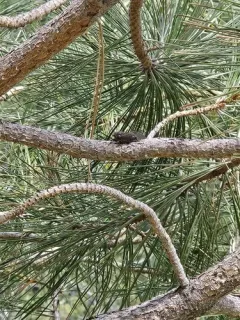Mountain Cicada thumbnail 2