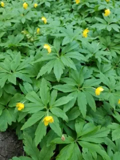 Yellow Anemone thumbnail 2