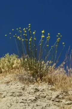 Eriogonum calcareum thumbnail 2